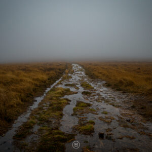 Shrouded Path: A Journey into the Fog