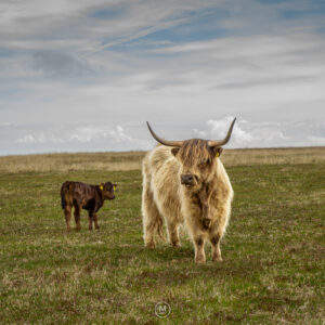 Exmoor Highland Protector