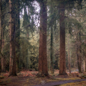 Tall Trees