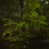 Whispers of the Woodland