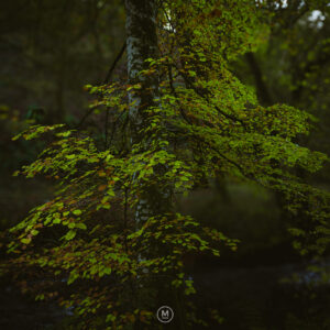Whispers of the Woodland