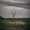 Exmoor Dead Tree with a Salt Marsh