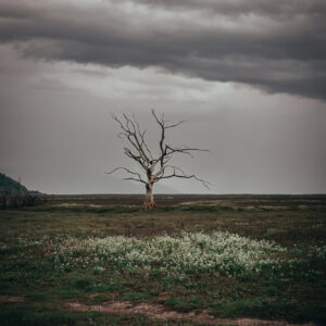 Exmoor Dead Tree with a Salt Marsh