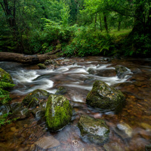 Where the Forest Breathes