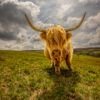 Highland Curiosity