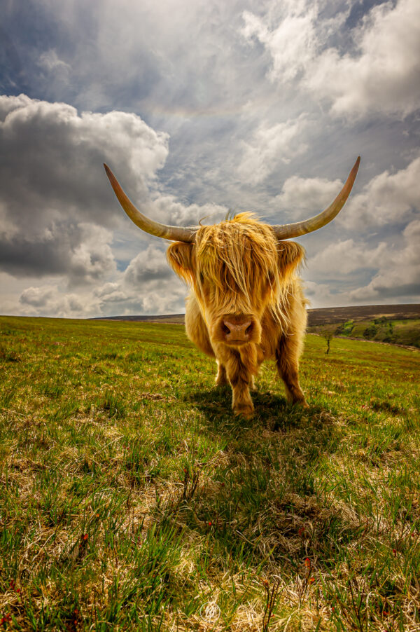 Highland Curiosity