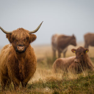 Guardians of the Moor