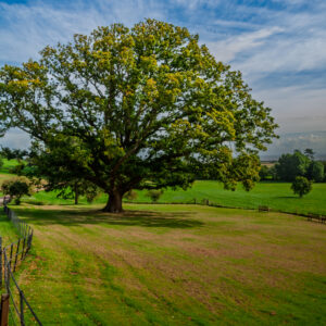 The Picnic Tree, Dunster Castle Parkland