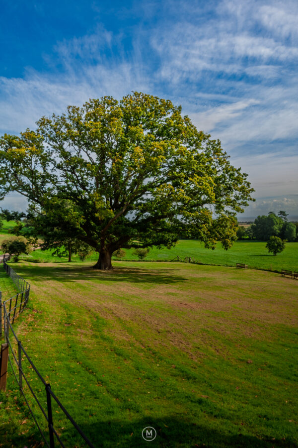 The Picnic Tree, Dunster Castle Parkland