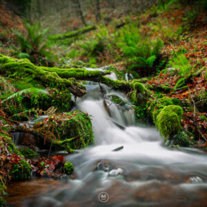 Winter Veins of Exmoor
