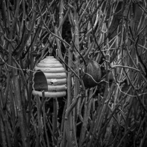 Whispers of the Hive
