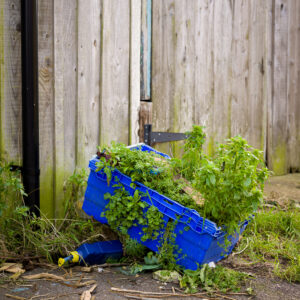 Nature Reclaims: The Forgotten Blue Crate
