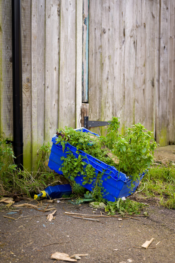Nature Reclaims: The Forgotten Blue Crate