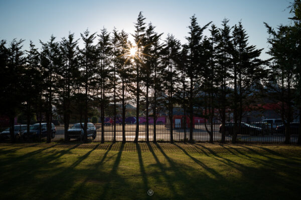 Sunlight Through the Pines: A Glimpse of Butlins Minehead